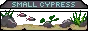 small cypress